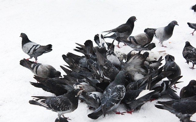 迪卡尼奥：希门尼斯的绝杀巴雷拉要负责，他就站在那里不动