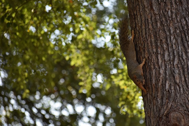 歸來成績很 歸來成績很
