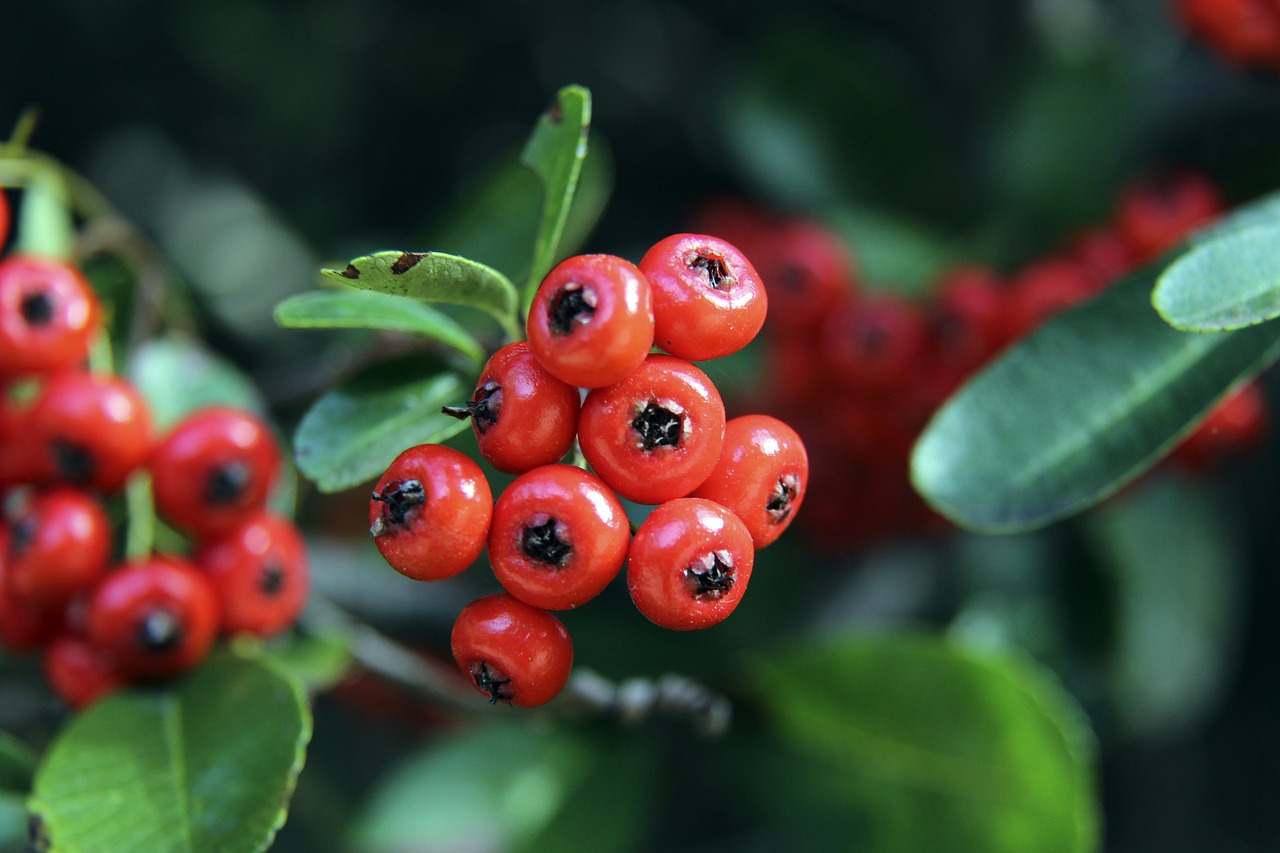 不乏在国内 不乏在国内