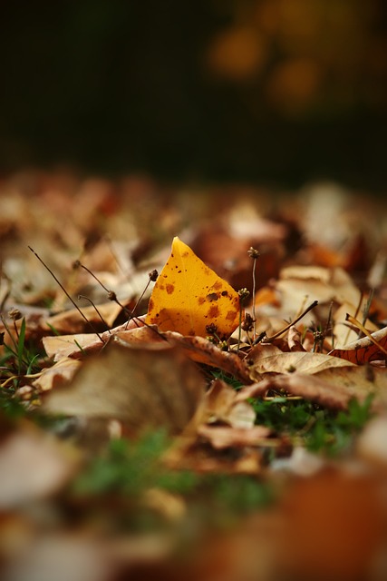 藍軍近期注 藍軍近期注