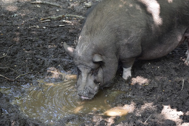 虽然面临诸 虽然面临诸